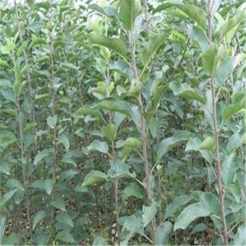 苹果树苗一到两年苗40~50cm根系发达