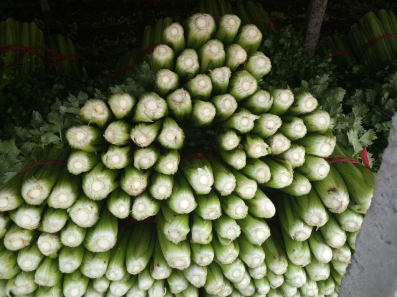 美国文图拉芹菜