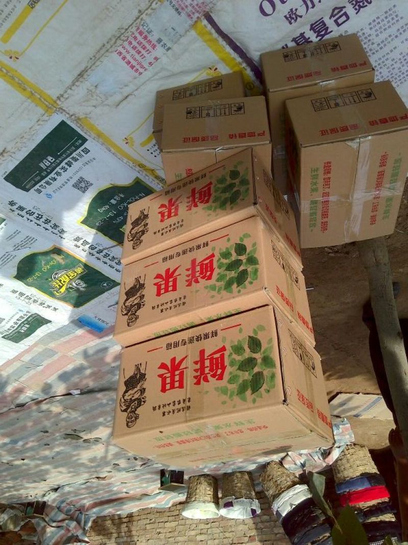 酥梨200~250g光果