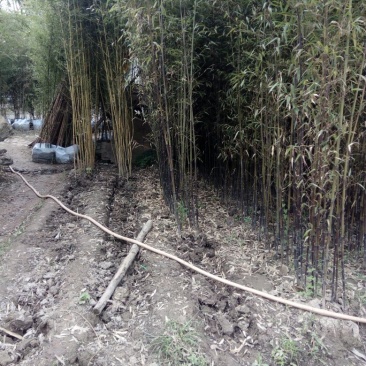 雷竹6~7m