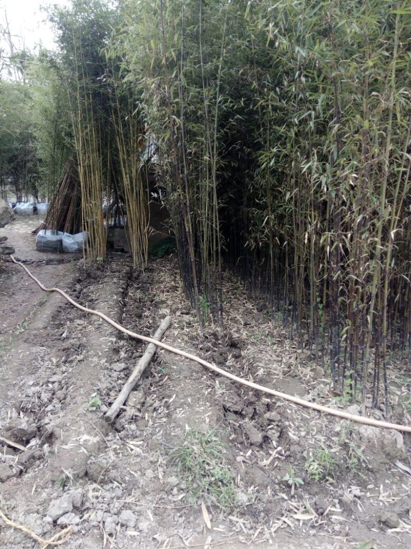 雷竹6~7m