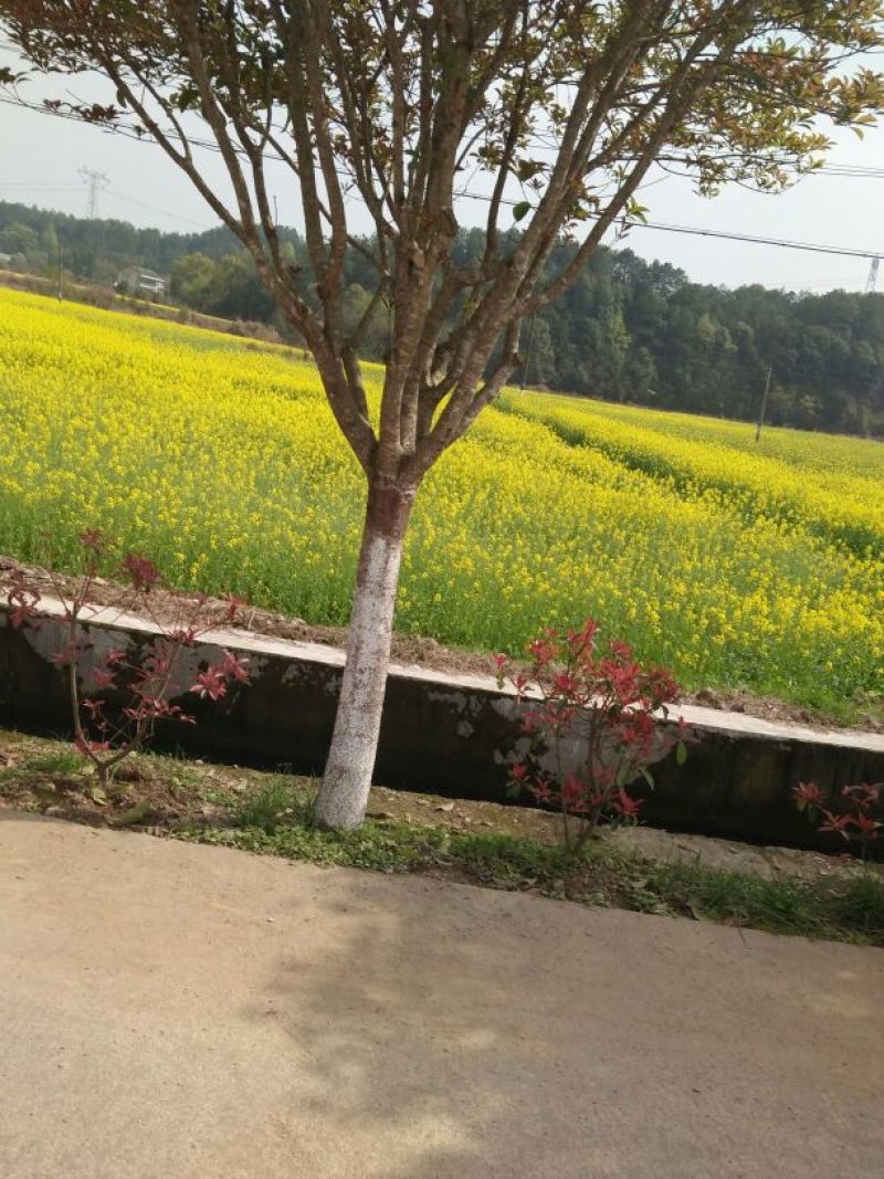 压榨菜籽油一级