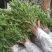 丹桂苗20~30cm