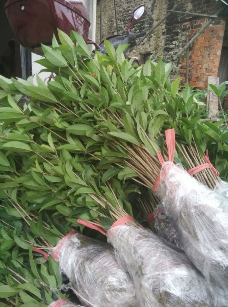 丹桂苗20~30cm