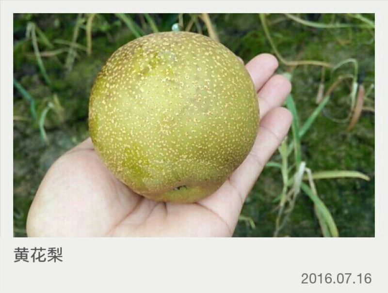 黄花梨光果湖北沙梨基地