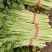 法国皇后芹菜