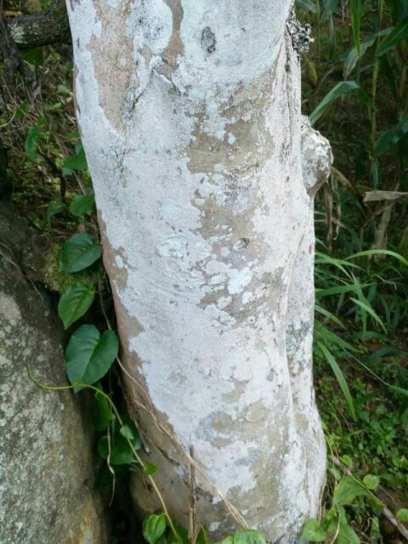 古树普洱茶一级