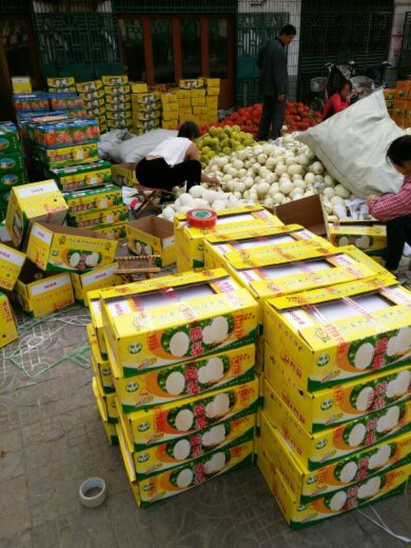 福娃人参果，甜瓜香瓜哈密瓜基地品种上百种