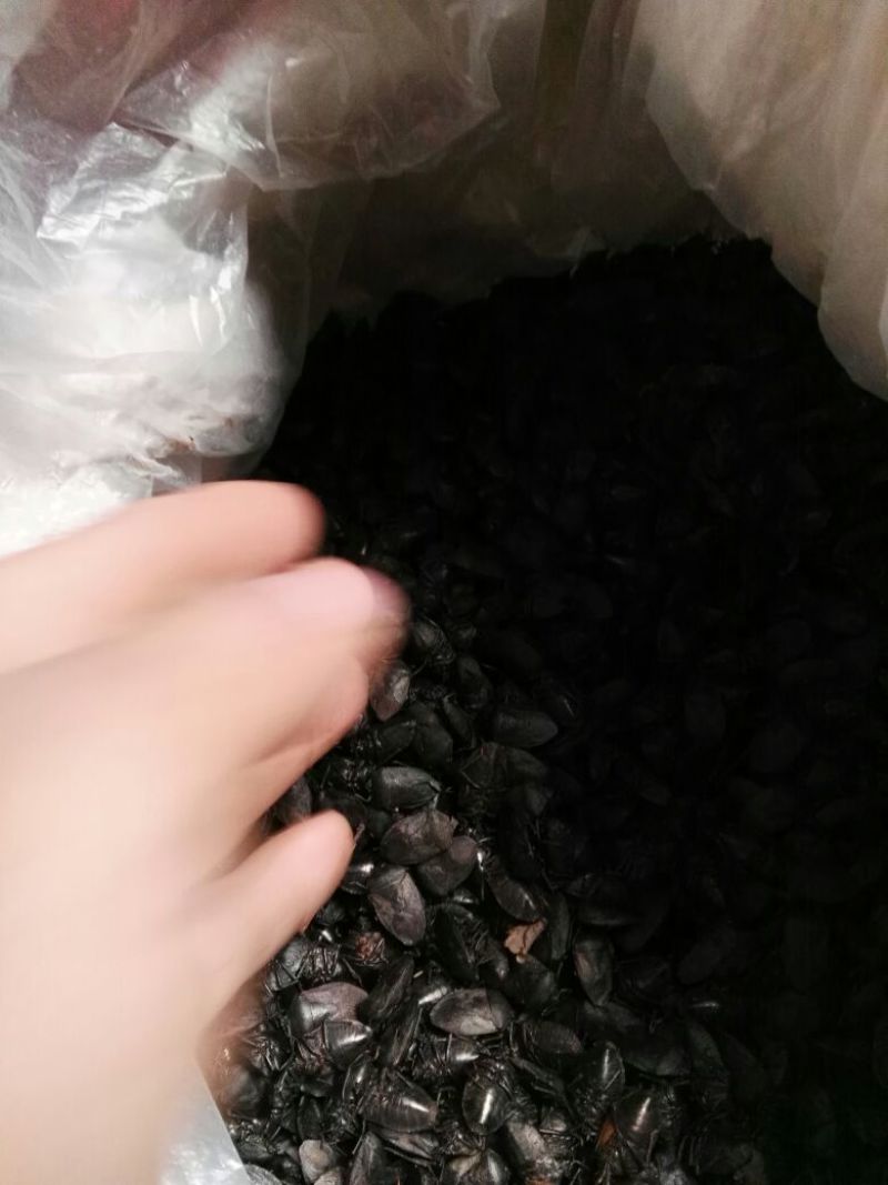 九香虫/打屁虫，椿香虫，货源充足欢迎订购