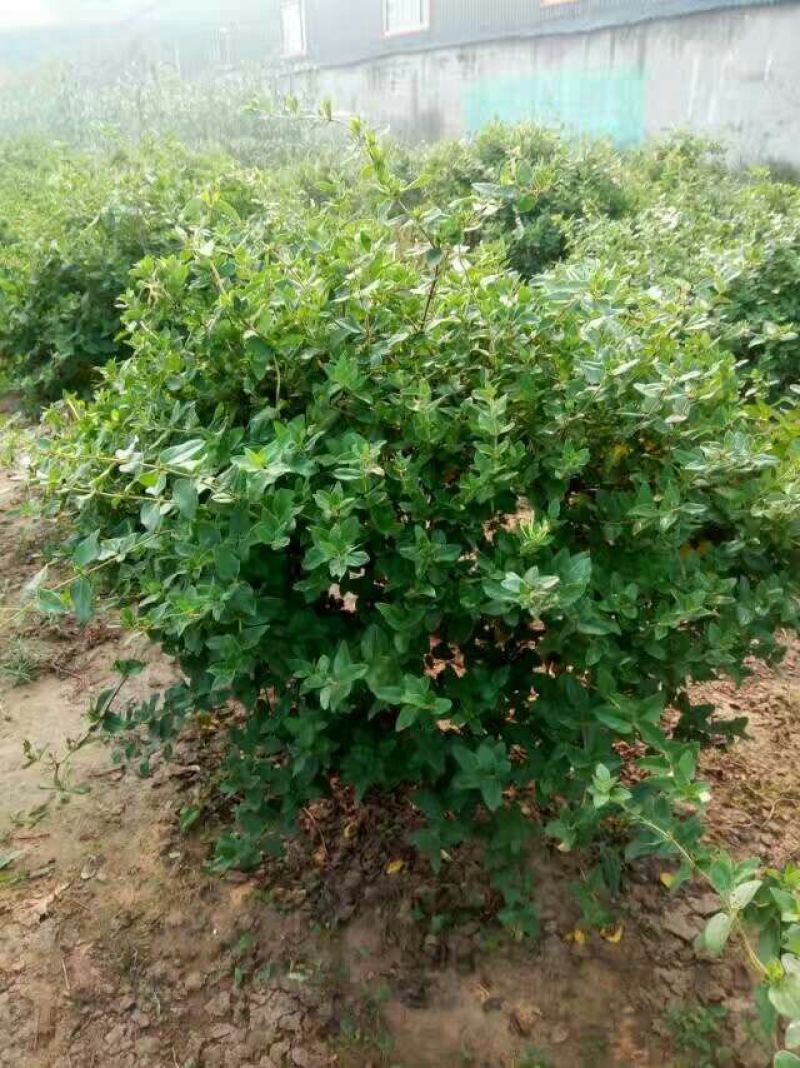 金银花1~1.5米