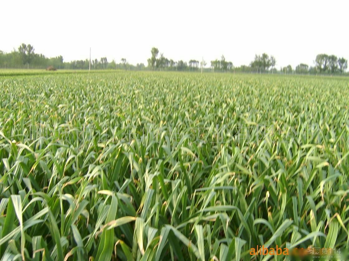 邳州大蒜江苏徐州邳州市_批发_供应-一亩田农