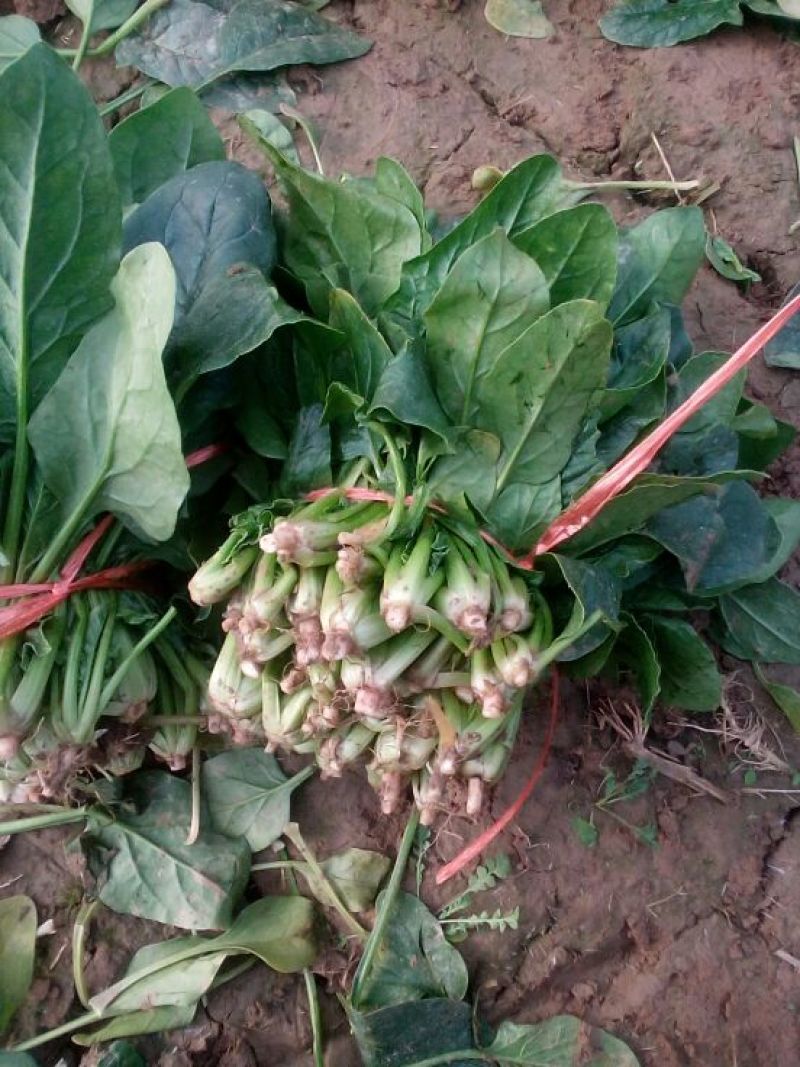 越冬菠菜
