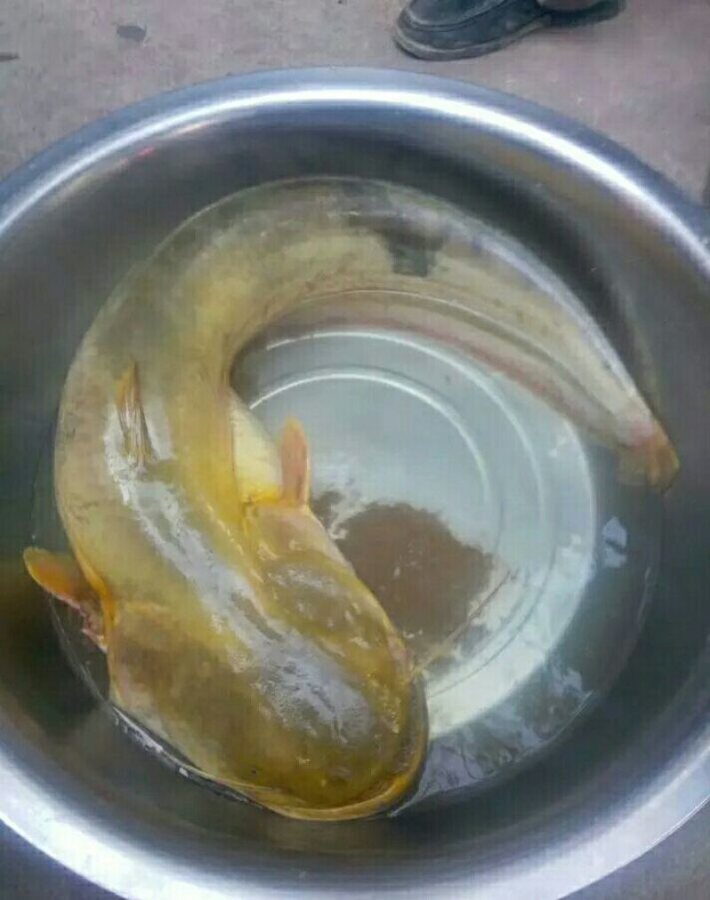 鲤鱼食用2~3公斤