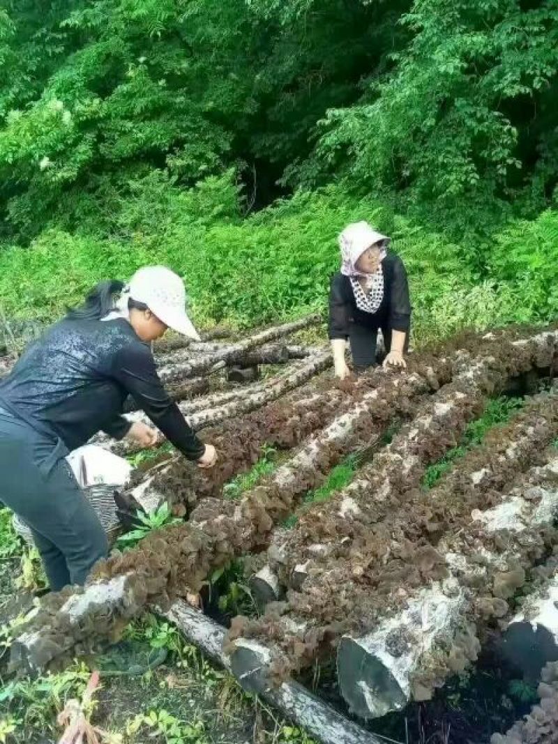 黑木耳一级