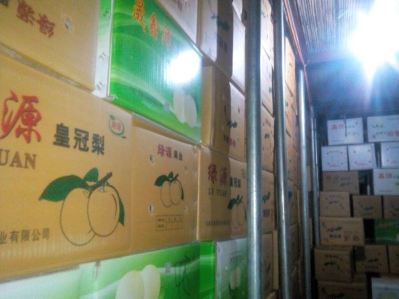 皇冠梨