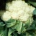 河北永年精品菜花大量供应中2斤紧密乳白