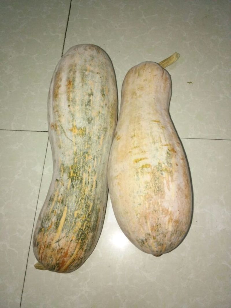 甜面南瓜1~2斤以上长条形