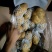 荷兰十五土豆3两以上