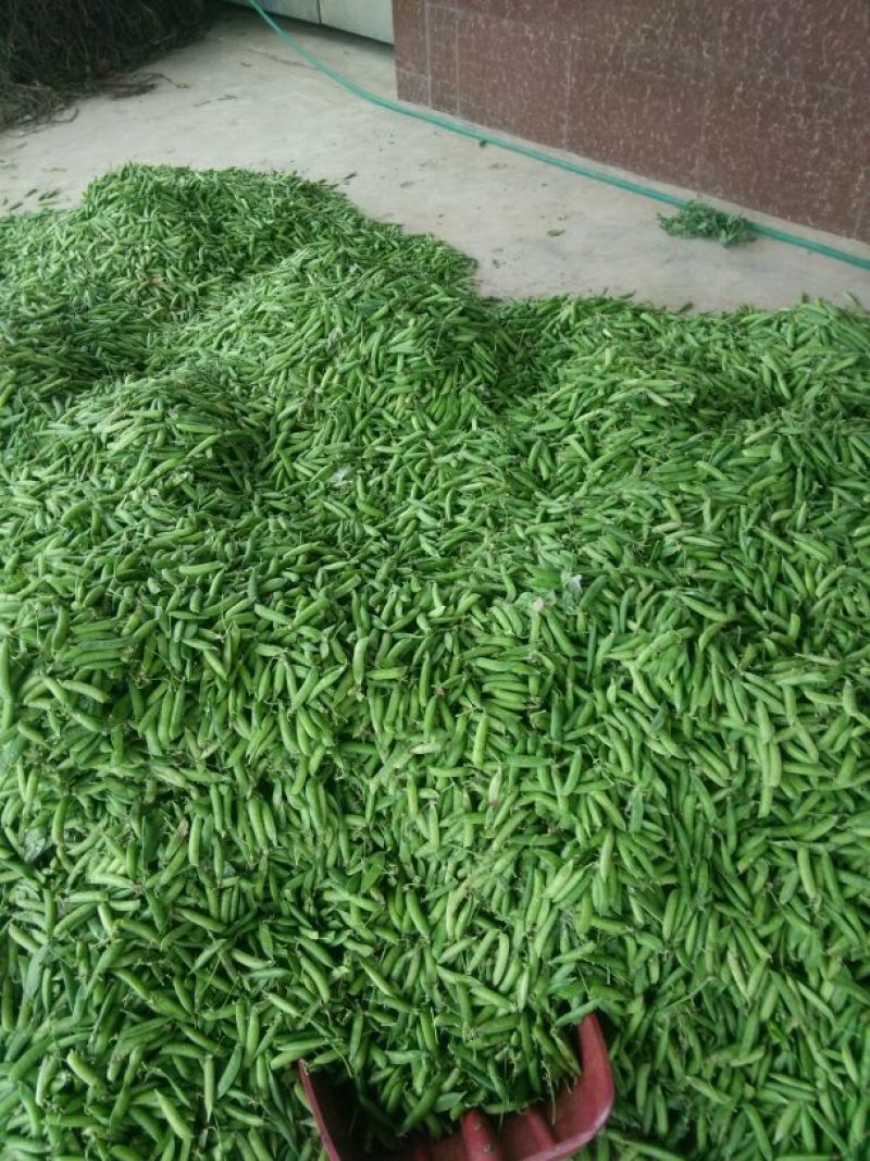 青豆中等
