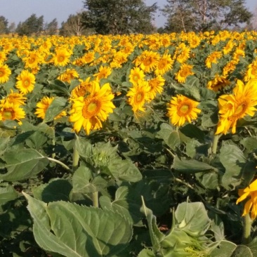 葵花籽