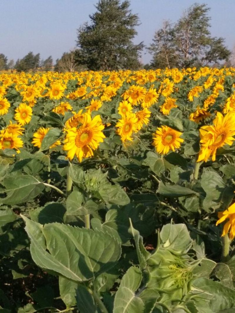 葵花籽