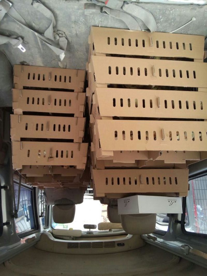土鸡苗1斤以下