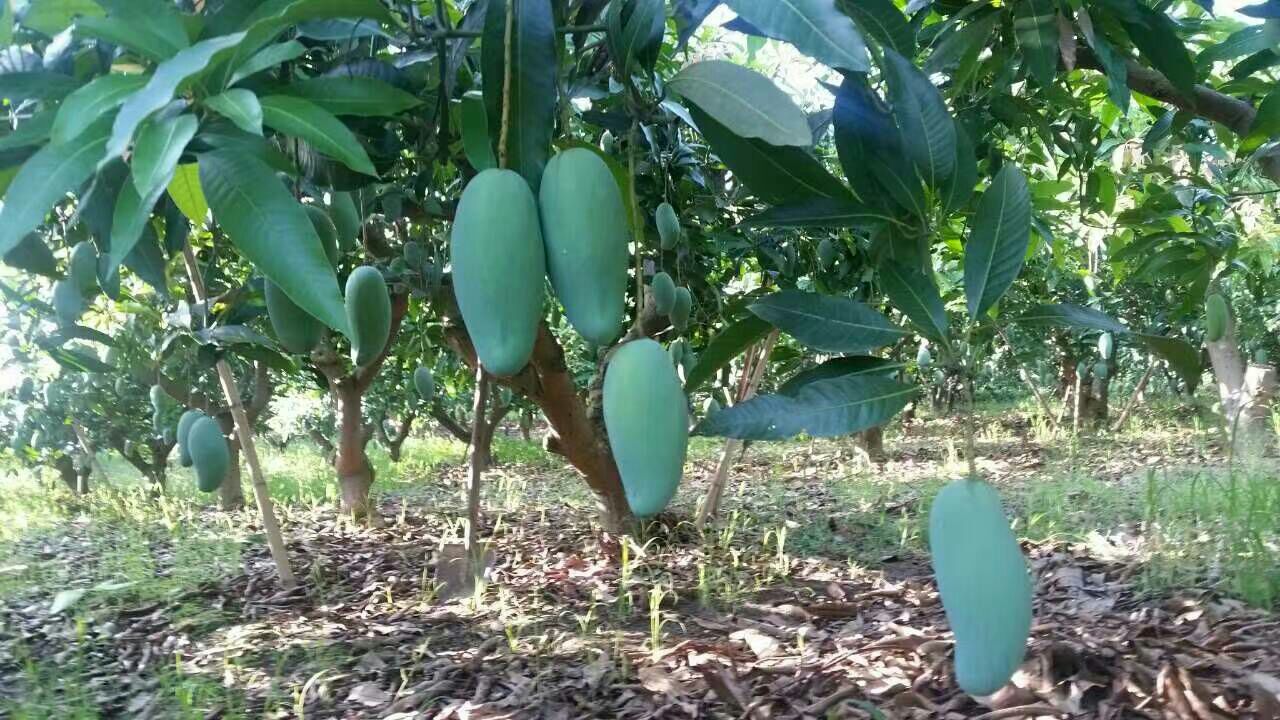 广西百色市田东县桂七芒 5两以上批发_农会清供应_一亩田农业网