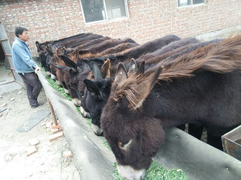 德州驴200~400斤