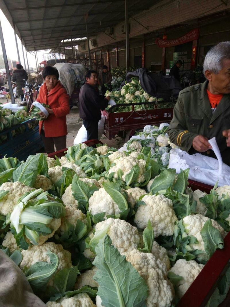 白面青梗松花菜，产地直供，货优价廉，颜色白