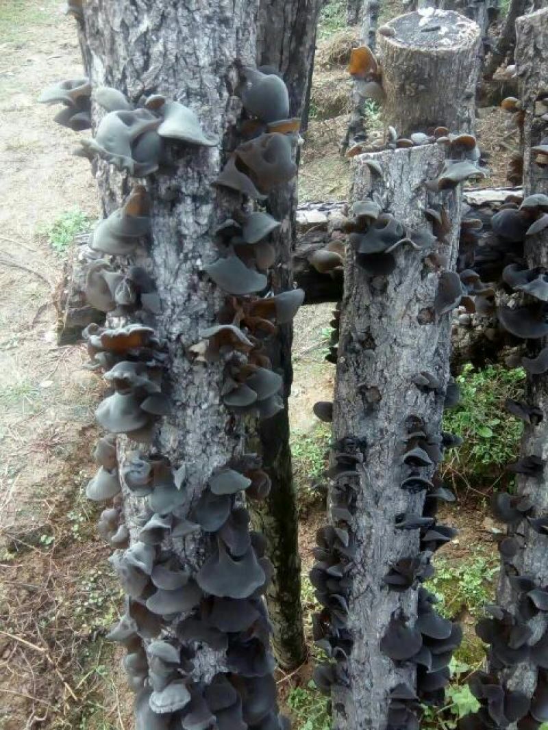 黑木耳一级