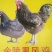鸡苗60~70克出壳苗