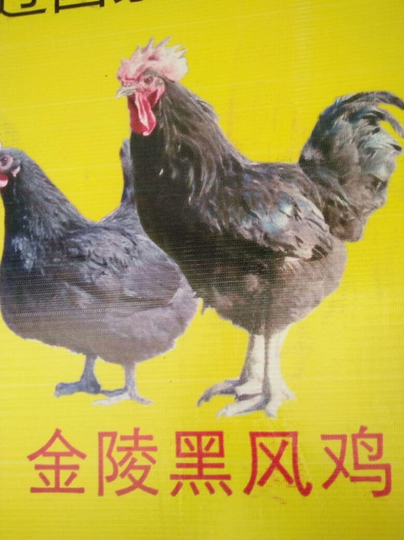 鸡苗60~70克出壳苗