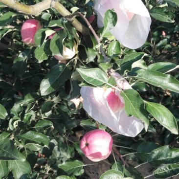 七月红苹果纸袋