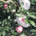苹果75mm以上纸袋
