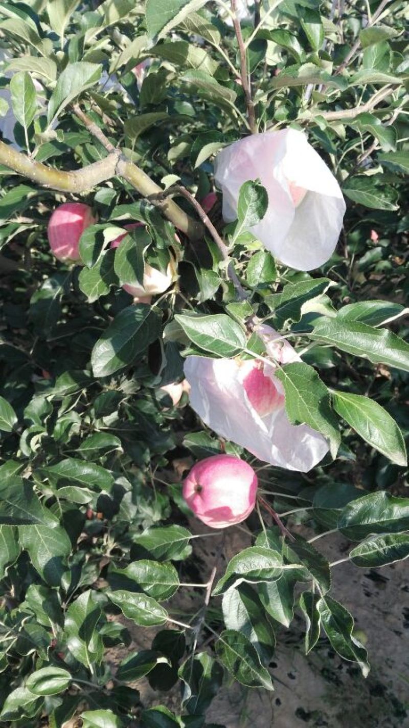 苹果75mm以上纸袋