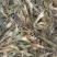 河虾活虾21~25只/kg