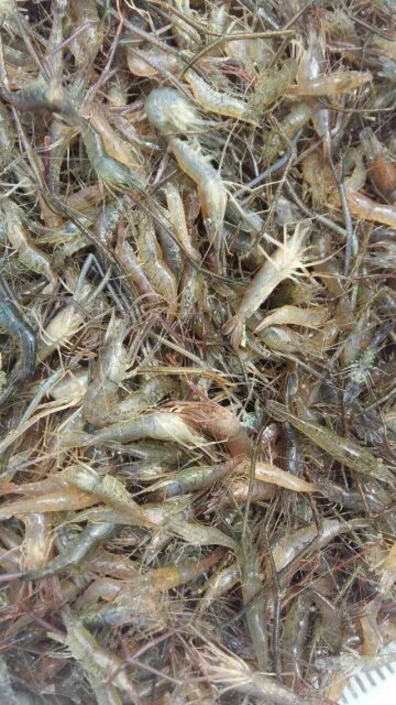 河虾活虾21~25只/kg