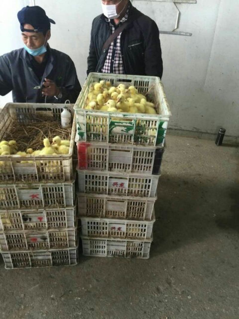 狮头鹅苗250g以下