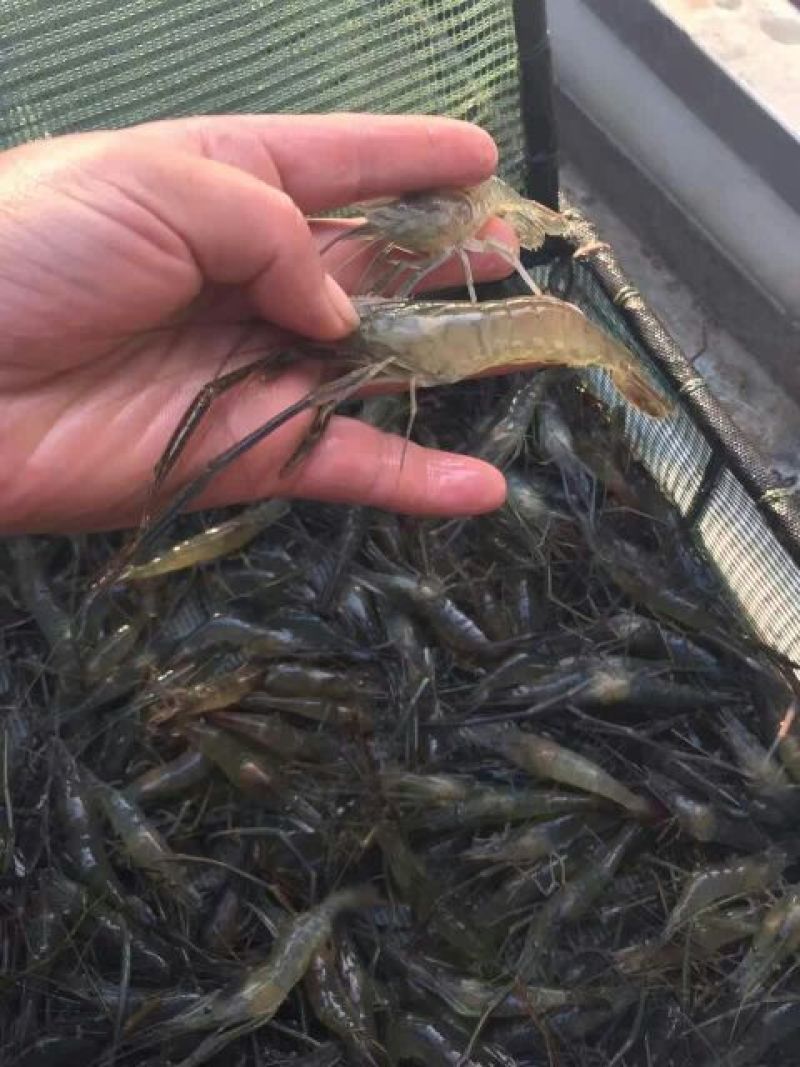 河虾活虾21~25只/kg