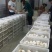 扬州大白鹅苗250g以上