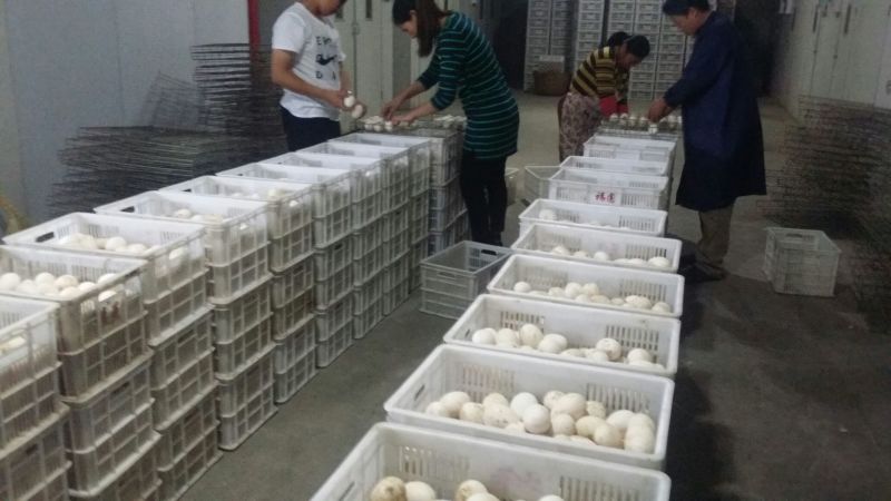 扬州大白鹅苗250g以上