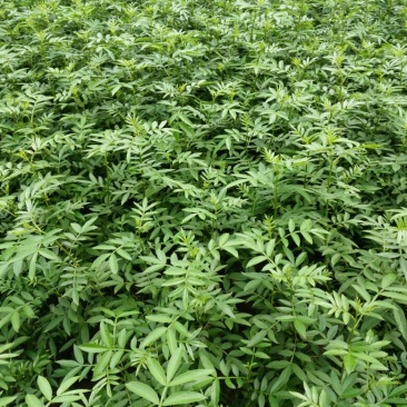 花椒苗0.5~1年