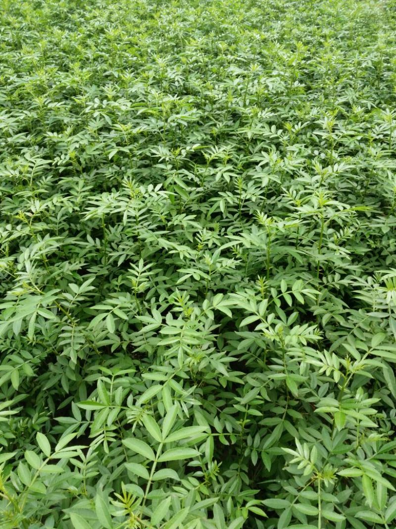 花椒苗0.5~1年