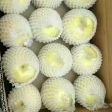 黄金梨100~150g纸袋