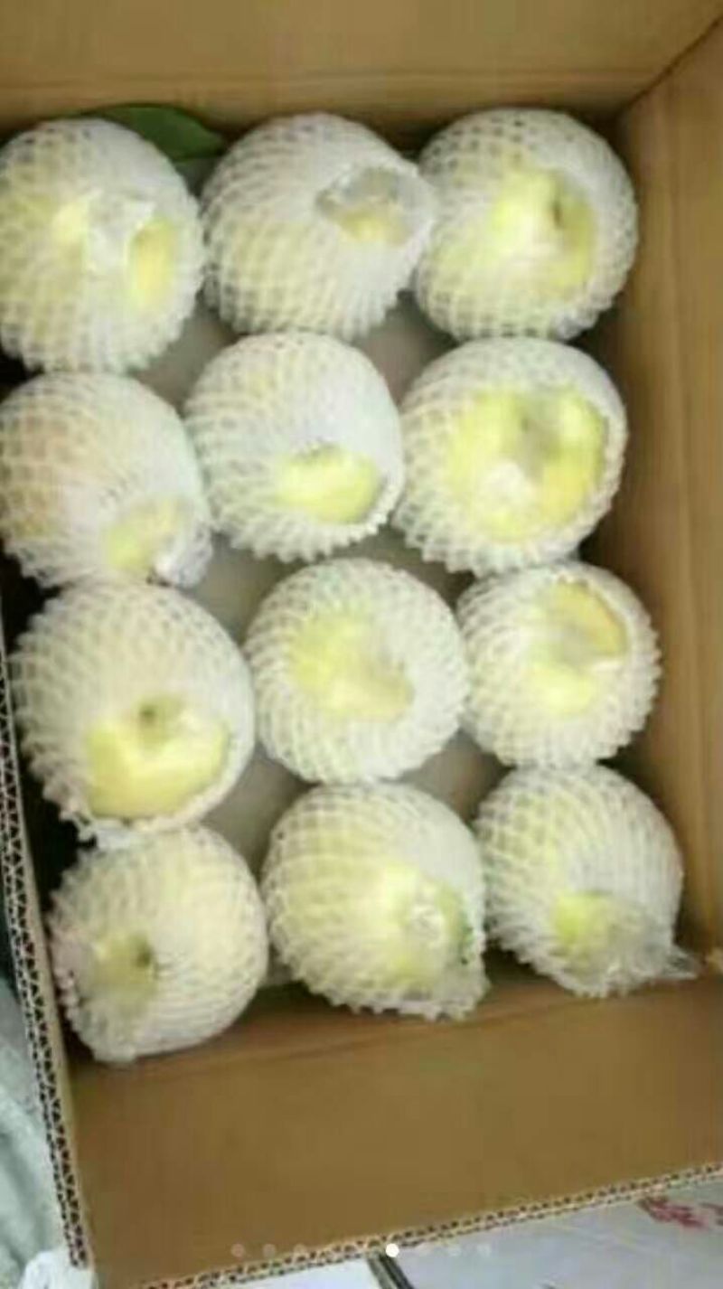 黄金梨100~150g纸袋