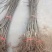 无花果苗波姬红，青皮无花果苗