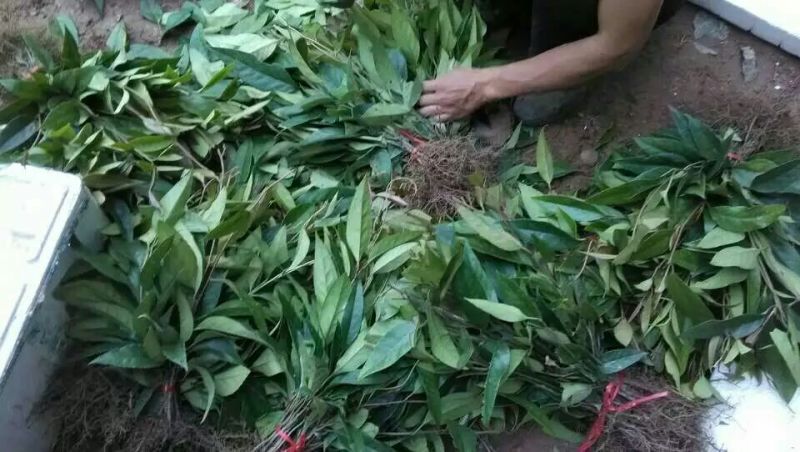 布福娜树苗30~50cm