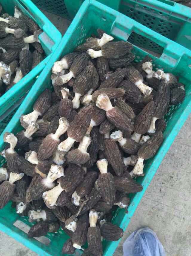 甘肃庆阳市华池县干羊肚菌批发_1399*435供应