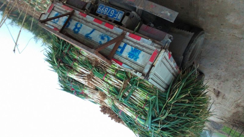 长白大葱25~30cm毛葱2cm左右