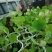 荷花60cm以上